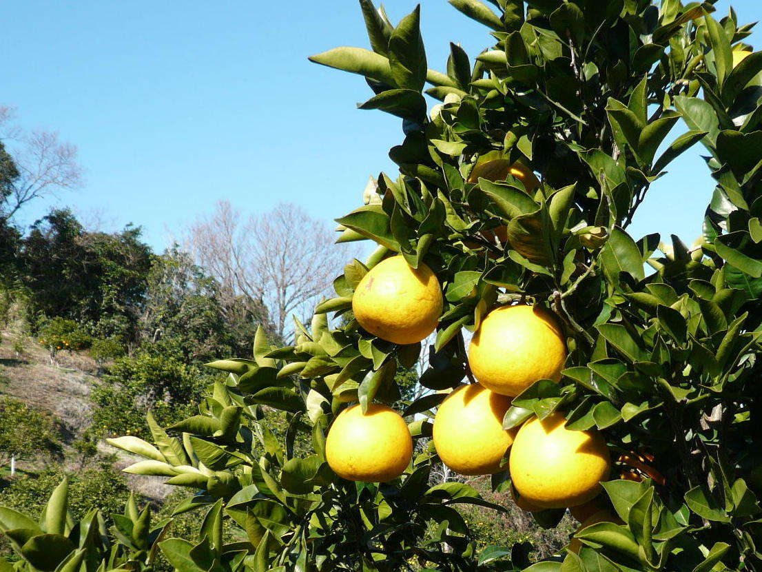 熊本県上天草産　特別栽培　河内晩柑９㎏