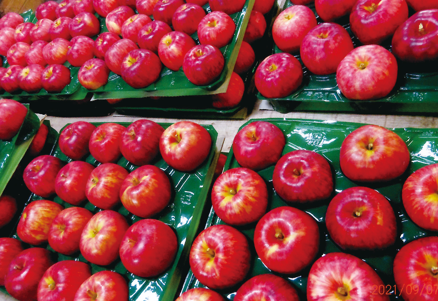 ふじりんご　青森県産