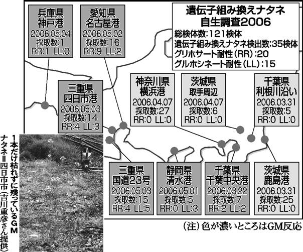 遺伝子組み換えナタネ自生調査2006